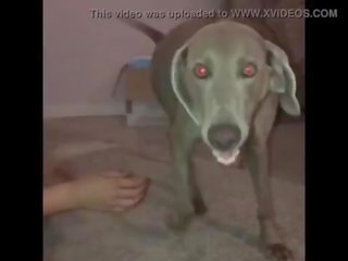 Chick plays with DOG